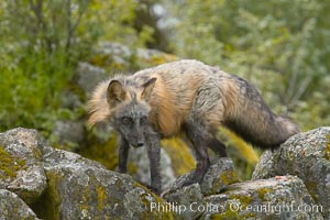 Cross fox, Sierra Nevada foothills, Mariposa, California.  The cross fox is a color variation of the red fox, Vulpes vulpes