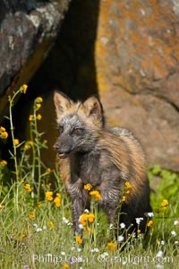 Cross fox, Sierra Nevada foothills, Mariposa, California.  The cross fox is a color variation of the red fox, Vulpes vulpes