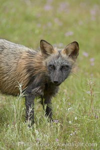 Cross fox, Sierra Nevada foothills, Mariposa, California.  The cross fox is a color variation of the red fox, Vulpes vulpes