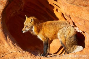 Red fox.  Red foxes are the most widely distributed wild carnivores in the world. Red foxes utilize a wide range of habitats including forest, tundra, prairie, and farmland. They prefer habitats with a diversity of vegetation types and are increasingly encountered in suburban areas, Vulpes vulpes