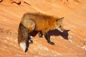 Red fox.  Red foxes are the most widely distributed wild carnivores in the world. Red foxes utilize a wide range of habitats including forest, tundra, prairie, and farmland. They prefer habitats with a diversity of vegetation types and are increasingly encountered in suburban areas, Vulpes vulpes