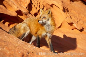 Red fox.  Red foxes are the most widely distributed wild carnivores in the world. Red foxes utilize a wide range of habitats including forest, tundra, prairie, and farmland. They prefer habitats with a diversity of vegetation types and are increasingly encountered in suburban areas, Vulpes vulpes