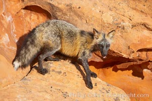 Cross fox.  The cross fox is a color variation of the red fox, Vulpes vulpes