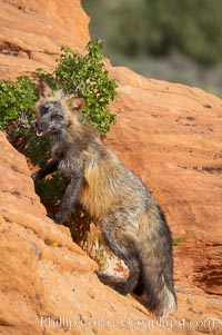 Cross fox.  The cross fox is a color variation of the red fox, Vulpes vulpes