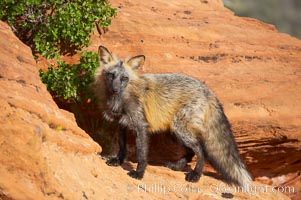 Cross fox.  The cross fox is a color variation of the red fox, Vulpes vulpes