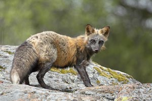 Cross fox, Sierra Nevada foothills, Mariposa, California.  The cross fox is a color variation of the red fox, Vulpes vulpes