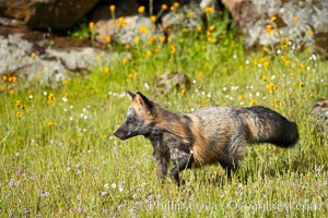 Cross fox, Sierra Nevada foothills, Mariposa, California.  The cross fox is a color variation of the red fox, Vulpes vulpes