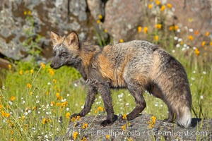 Cross fox, Sierra Nevada foothills, Mariposa, California.  The cross fox is a color variation of the red fox, Vulpes vulpes