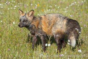 Cross fox, Sierra Nevada foothills, Mariposa, California.  The cross fox is a color variation of the red fox, Vulpes vulpes