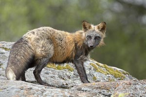 Cross fox, Sierra Nevada foothills, Mariposa, California.  The cross fox is a color variation of the red fox, Vulpes vulpes