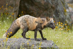 Cross fox, Sierra Nevada foothills, Mariposa, California.  The cross fox is a color variation of the red fox, Vulpes vulpes