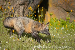 Cross fox, Sierra Nevada foothills, Mariposa, California.  The cross fox is a color variation of the red fox, Vulpes vulpes