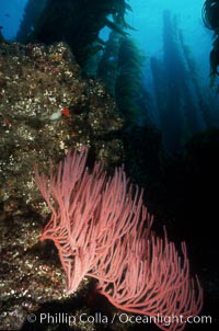 Gorgonian in kelp forest, Leptogorgia chilensis, Lophogorgia chilensis, San Clemente Island