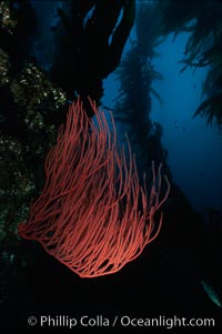 Red gorgonian in kelp forest, Leptogorgia chilensis, Lophogorgia chilensis, Macrocystis pyrifera, San Clemente Island