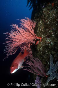 Red gorgonian, sheephead, Leptogorgia chilensis, Lophogorgia chilensis, Semicossyphus pulcher, San Clemente Island