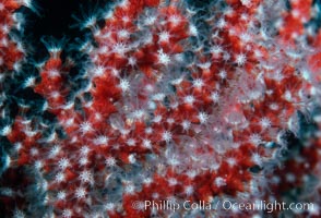 Red gorgonian, polyp detail, Leptogorgia chilensis, Lophogorgia chilensis, San Clemente Island