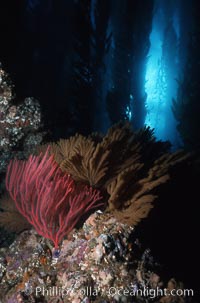 Red and golden gorgonians, Leptogorgia chilensis, Lophogorgia chilensis, Muricea californica, San Clemente Island