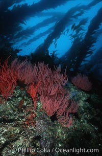 Red gorgonian on rocky reef below kelp forest, Leptogorgia chilensis, Lophogorgia chilensis, Macrocystis pyrifera, San Clemente Island