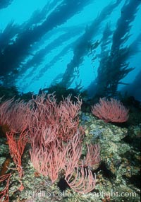 Red gorgonian on rocky reef below kelp forest, Leptogorgia chilensis, Lophogorgia chilensis, Macrocystis pyrifera, San Clemente Island