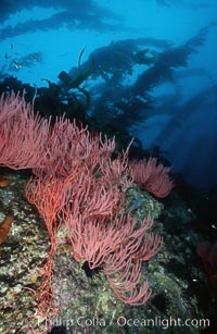 Red gorgonian on rocky reef below kelp forest, Leptogorgia chilensis, Lophogorgia chilensis, Macrocystis pyrifera, San Clemente Island