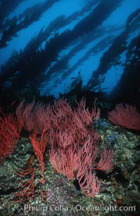 Red gorgonian on rocky reef below kelp forest, Leptogorgia chilensis, Lophogorgia chilensis, Macrocystis pyrifera, San Clemente Island