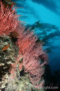 Red gorgonian on rocky reef below kelp forest.