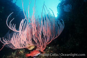 Gorgonians, Farnsworth Banks, Leptogorgia chilensis, Lophogorgia chilensis, Catalina Island