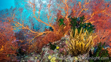 Red Gorgonian and Yellow Crinoid on Coral Reef, Fiji