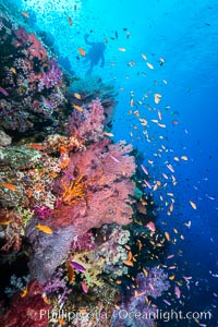 Colorful Dendronephthya soft corals and red gorgonian and schooling Anthias fish on coral reef, Fiji, Dendronephthya, Gorgonacea, Pseudanthias, Vatu I Ra Passage, Bligh Waters, Viti Levu  Island