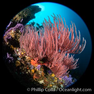 Red gorgonian (Lophogorgia chilensis) on Farnsworth Banks reef. Farnsworth Banks holds some of the most lush and colorful reefs to be found in California.