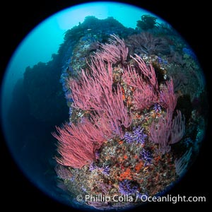 Red gorgonian (Lophogorgia chilensis) on Farnsworth Banks reef. Farnsworth Banks holds some of the most lush and colorful reefs to be found in California, Catalina Island