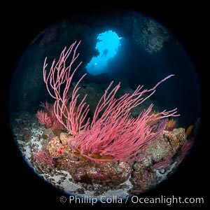 Red Gorgonians form a lush colorful garden below a submarine arch, while two scuba divers pass through the opening to the cavern.