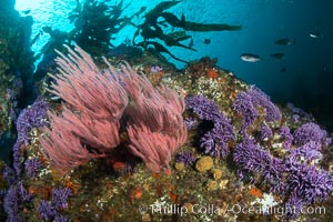 Red gorgonian Leptogorgia chilensis and purple hydrocoral, Farnsworth Banks, Catalina Island, California, Leptogorgia chilensis, Lophogorgia chilensis, Allopora californica, Stylaster californicus