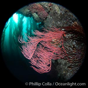 Red gorgonian Leptogorgia chilensis, Catalina Island, Leptogorgia chilensis, Lophogorgia chilensis