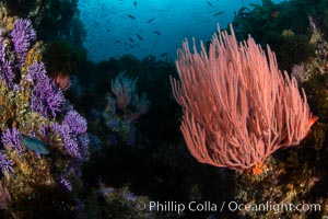 Red gorgonian Leptogorgia chilensis, Farnsworth Banks, Catalina Island, California, Leptogorgia chilensis, Lophogorgia chilensis