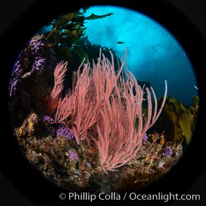 Red gorgonian Leptogorgia chilensis, Farnsworth Banks, Catalina Island, California, Leptogorgia chilensis, Lophogorgia chilensis