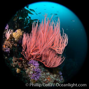 Red gorgonian Leptogorgia chilensis, Farnsworth Banks, Catalina Island, California, Leptogorgia chilensis, Lophogorgia chilensis