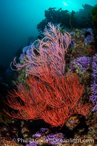 Red gorgonian Leptogorgia chilensis. The lower sea fan has its polyps retracted while the upper sea fan has all of its polyps extended into the current. Farnsworth Banks, Catalina Island, California, Leptogorgia chilensis, Lophogorgia chilensis