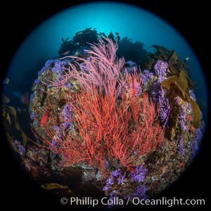 Red gorgonian Leptogorgia chilensis. The lower sea fan has its polyps retracted while the upper sea fan has all of its polyps extended into the current. Farnsworth Banks, Catalina Island, California, Leptogorgia chilensis, Lophogorgia chilensis