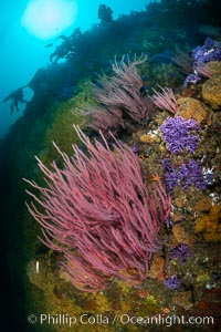 Red gorgonian Leptogorgia chilensis, Farnsworth Banks, Catalina Island, California, Leptogorgia chilensis, Lophogorgia chilensis