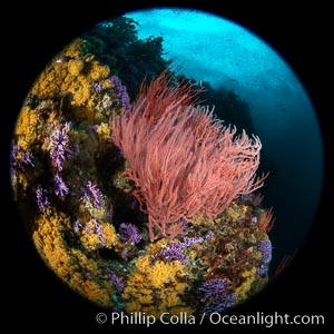 Red gorgonian Leptogorgia chilensis with yellow zoanthid anemone Epizoanthis giveni, Farnsworth Banks, Catalina Island, California, Leptogorgia chilensis, Lophogorgia chilensis, Epizoanthus giveni