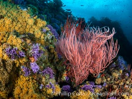 Red gorgonian Leptogorgia chilensis with yellow zoanthid anemone Epizoanthis giveni, Farnsworth Banks, Catalina Island, California, Leptogorgia chilensis, Lophogorgia chilensis, Epizoanthus giveni