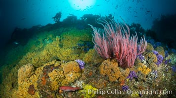 Red gorgonian Leptogorgia chilensis with yellow zoanthid anemone Epizoanthis giveni, Farnsworth Banks, Catalina Island, California, Leptogorgia chilensis, Lophogorgia chilensis, Epizoanthus giveni