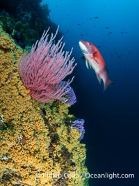 Red gorgonian Leptogorgia chilensis with yellow zoanthid anemone Epizoanthis giveni, Farnsworth Banks, Catalina Island, California