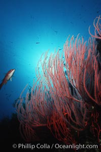 Red gorgonian, Leptogorgia chilensis, Lophogorgia chilensis, San Clemente Island