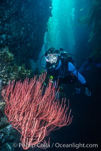 Diver and red gorgonian.