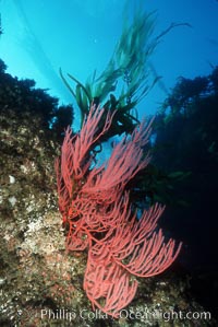 Red gorgonian, Leptogorgia chilensis, Lophogorgia chilensis, Santa Barbara Island