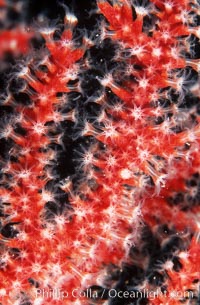 Red gorgonian polyps.  The red gorgonian is a colonial organism composed of thousands of tiny polyps.  Each polyp secretes calcium which accumulates to form the structure of the colony.