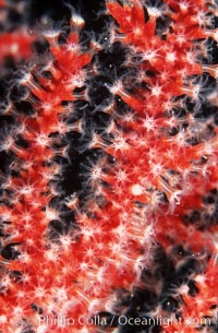 Red gorgonian polyps.  The red gorgonian is a colonial organism composed of thousands of tiny polyps.  Each polyp secretes calcium which accumulates to form the structure of the colony.  The fan-shaped gorgonian is oriented perpendicular to prevailing ocean currents to better enable to filter-feeding polyps to capture passing plankton and detritus passing by, Leptogorgia chilensis, Lophogorgia chilensis, San Clemente Island