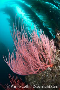 Bryozoan grows on a red gorgonian on rocky reef, below kelp forest, underwater. The red gorgonian is a filter-feeding temperate colonial species that lives on the rocky bottom at depths between 50 to 200 feet deep. Gorgonians are oriented at right angles to prevailing water currents to capture plankton drifting by, Lophogorgia chilensis, San Clemente Island